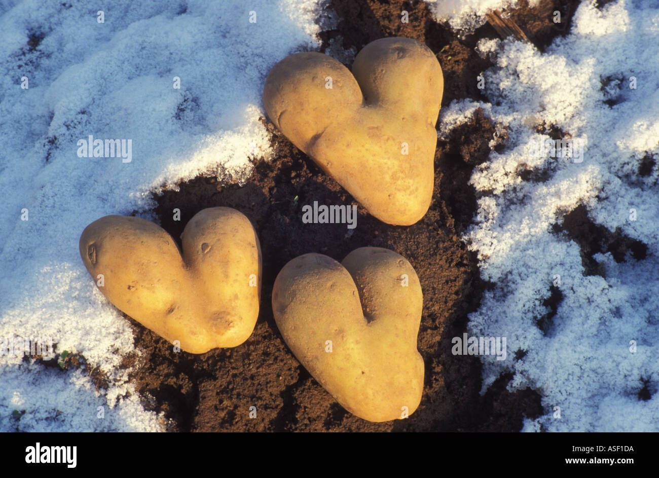 Symbole d'amour de Trois pommes Banque D'Images