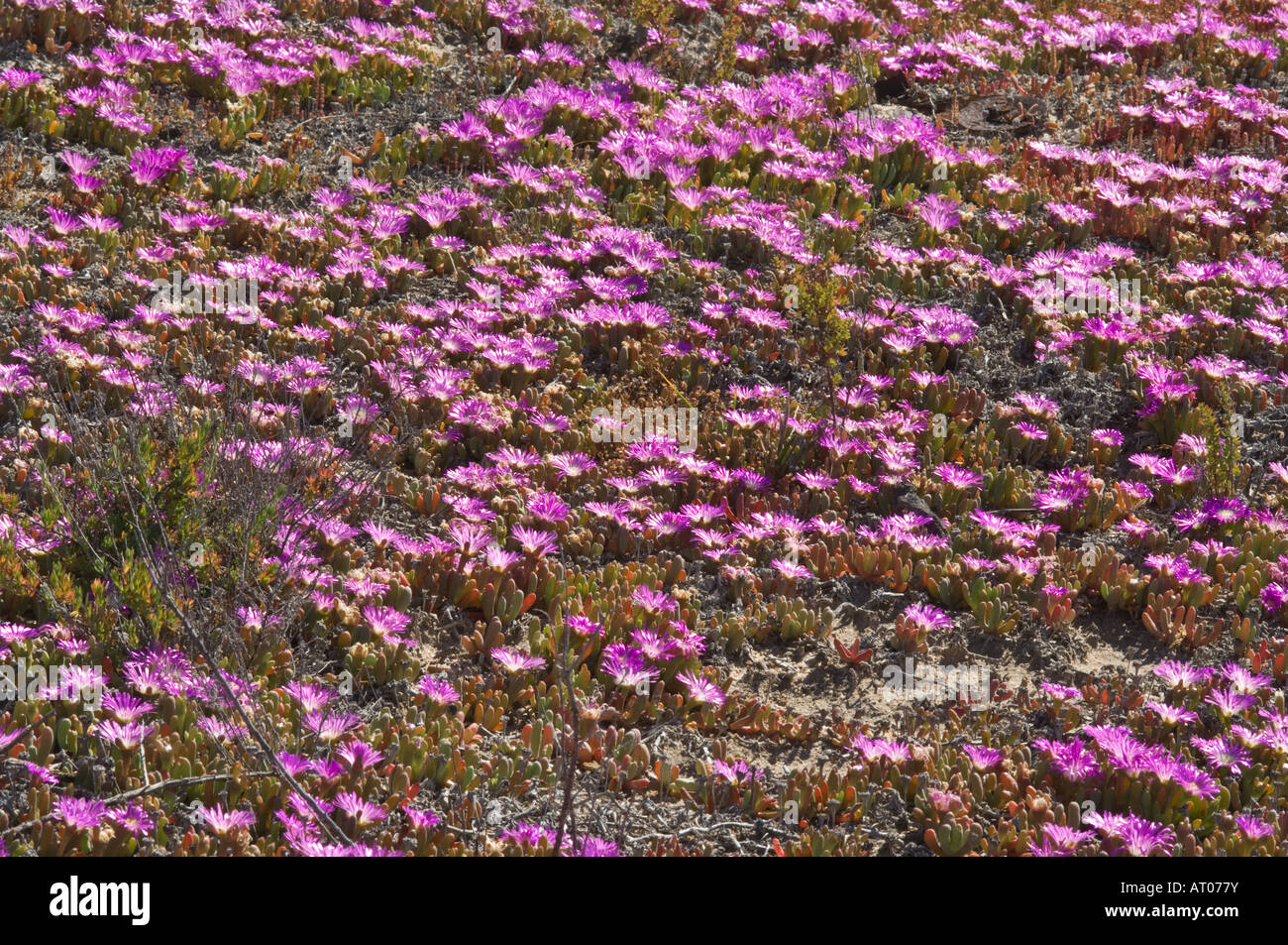 Tété ou angulaire Tété (Carpobrotus glaucescens) fleurs rive du lac Grace Australie Occidentale Octobre Banque D'Images