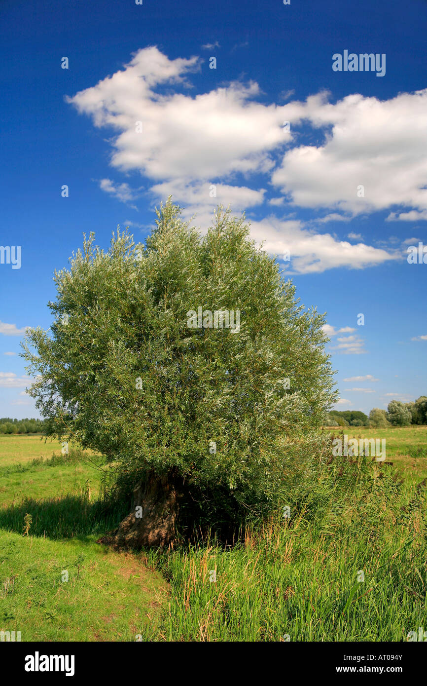 Salix alba saule blanc saules étêtés sur une prairie d'eau Cambridgeshire Angleterre Grande-bretagne UK Banque D'Images