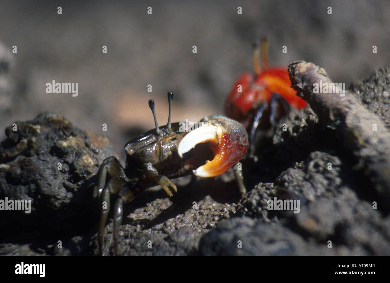 Crabe violoniste mâle, Indonésie Banque D'Images