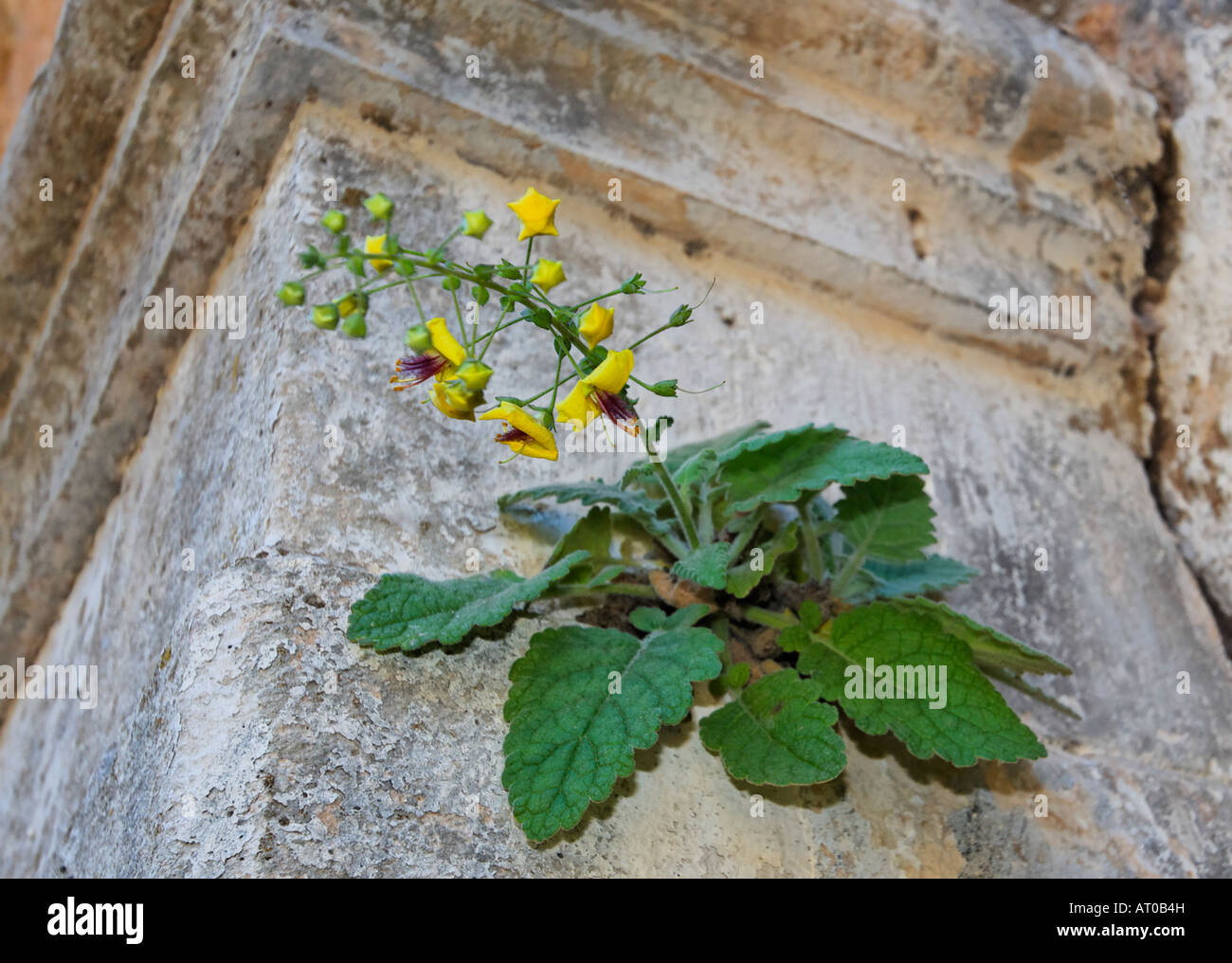 Verbascum Arcturus, Koenigskerze Banque D'Images