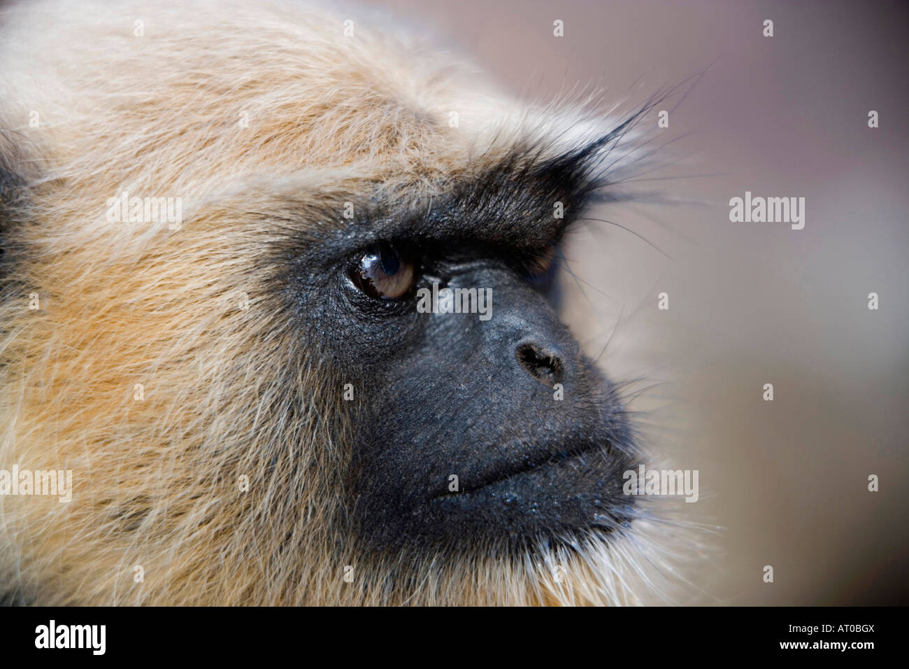 Vervet à face noire, Samburu Game Reserve, Kenya Banque D'Images