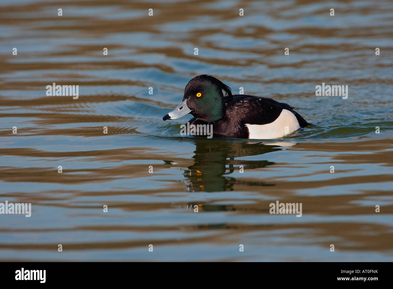 Fuligule morillon Aythya fuligula natation sur le lac Verulamium Park, St Albans Banque D'Images