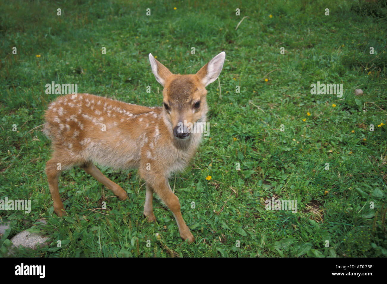 Noire de Sitka cerf de Virginie Odocoileus hemionus sitkensis fawn Alaska Banque D'Images