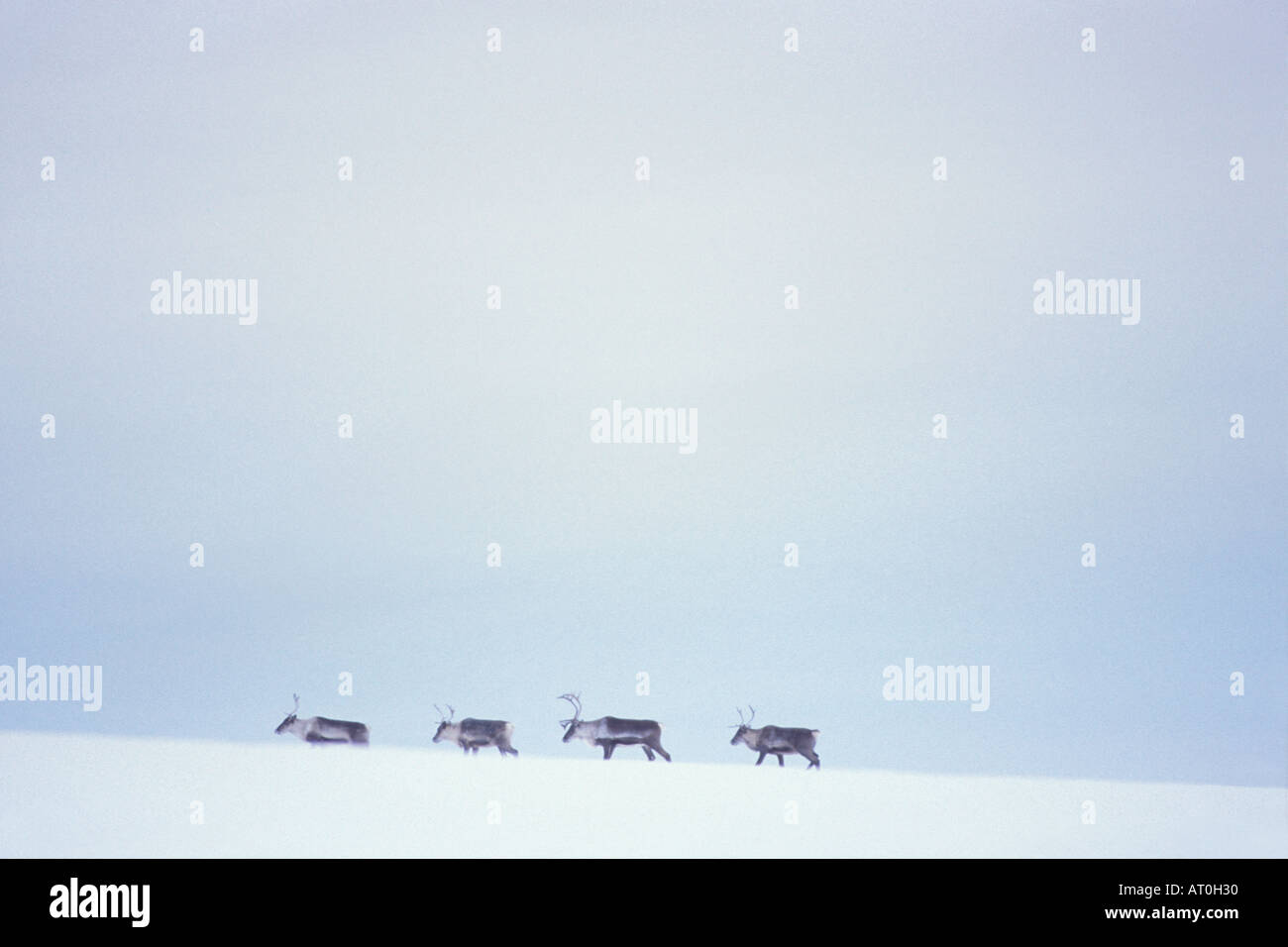Le caribou de la toundra Rangifer tarandus marcher dans la neige au début de l'hiver centre de l'Arctique de l'Alaska de la plaine côtière Banque D'Images