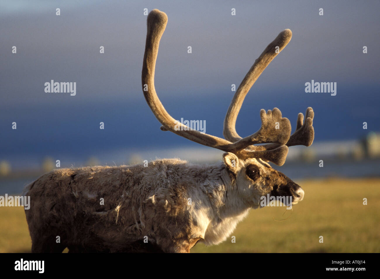 Le caribou de la toundra Rangifer tarandus bull avec ses bois de velours plaine côtière du centre de l'Arctique de l'Alaska North Slope Banque D'Images