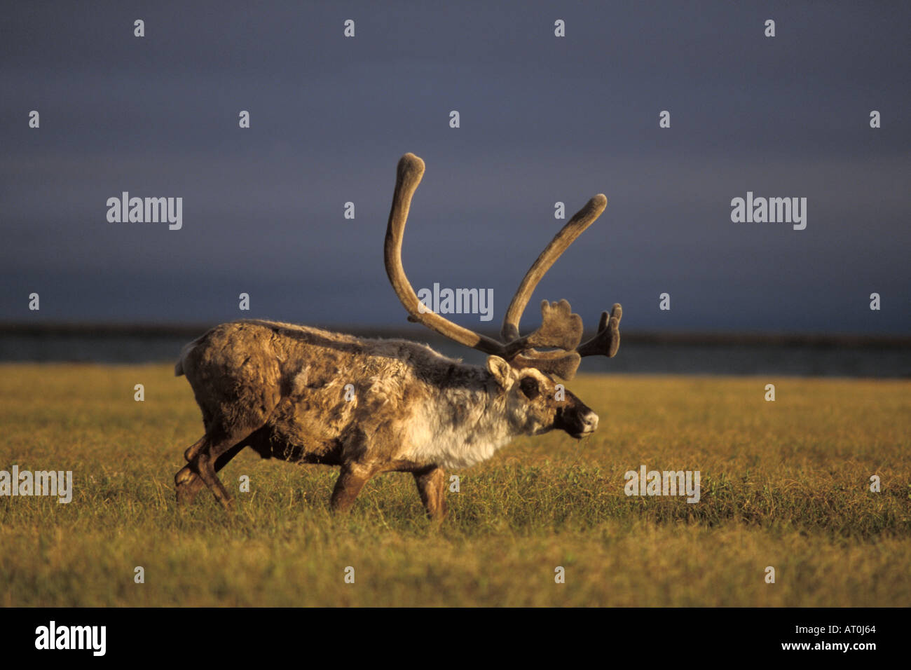Le caribou de la toundra Rangifer tarandus bull avec ses bois de velours sur la plaine côtière du centre de l'Arctique de l'Alaska North Slope Banque D'Images