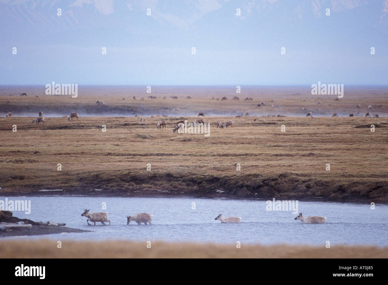 Le caribou de la toundra Rangifer tarandus porcupine traversant une rivière 1002 Salon Arctic National Wildlife Refuge en Alaska Banque D'Images