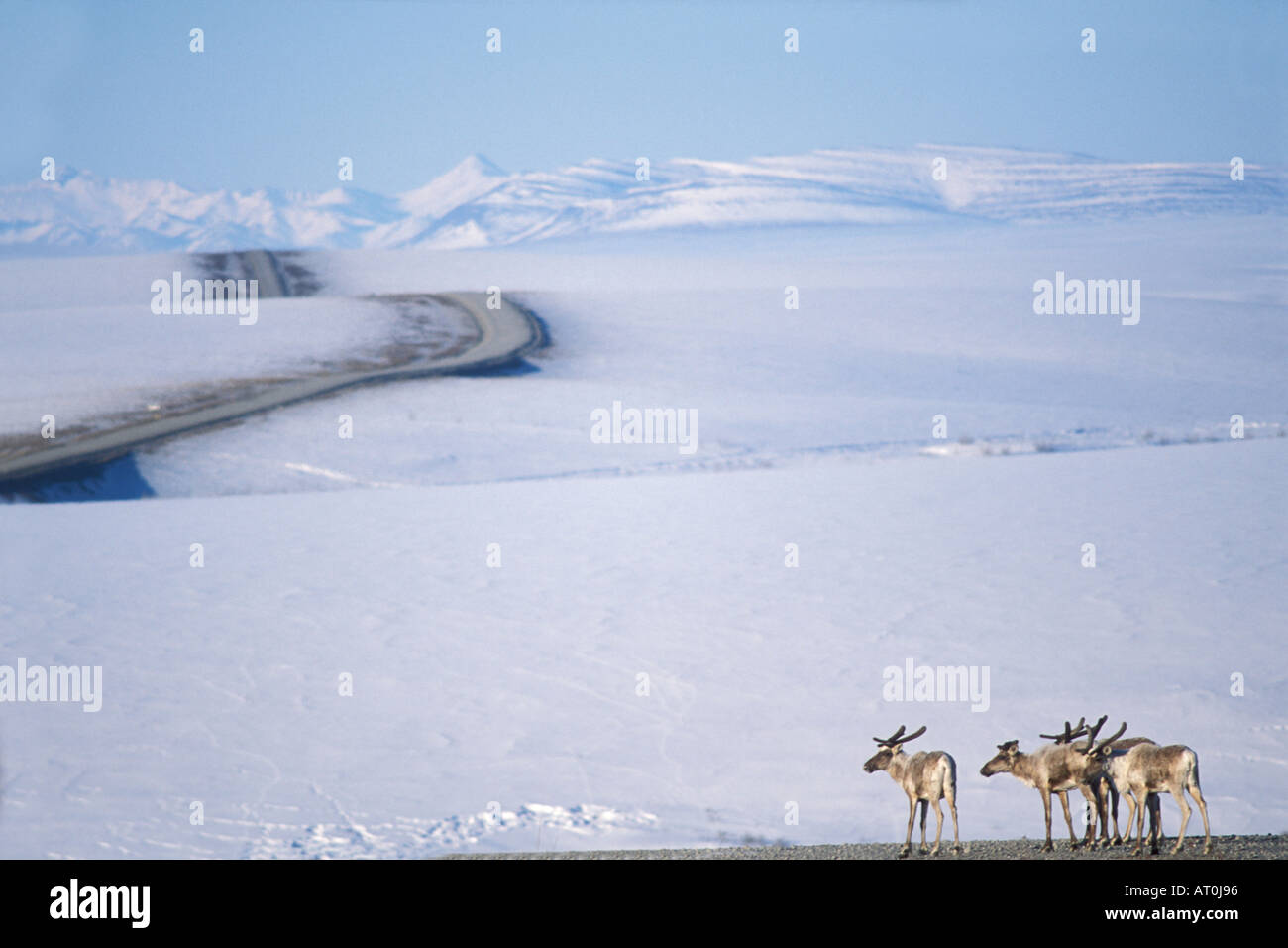 Le caribou de la toundra Rangifer tarandus le long de la route dans l'Arctique de l'Alaska North Slope Banque D'Images