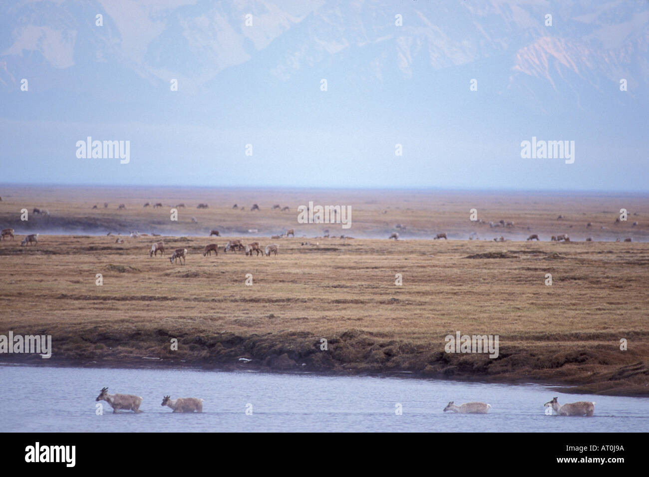 Le caribou de la toundra Rangifer tarandus porcupine sur la plaine côtière 1002 Arctic National Wildlife Refuge en Alaska Banque D'Images