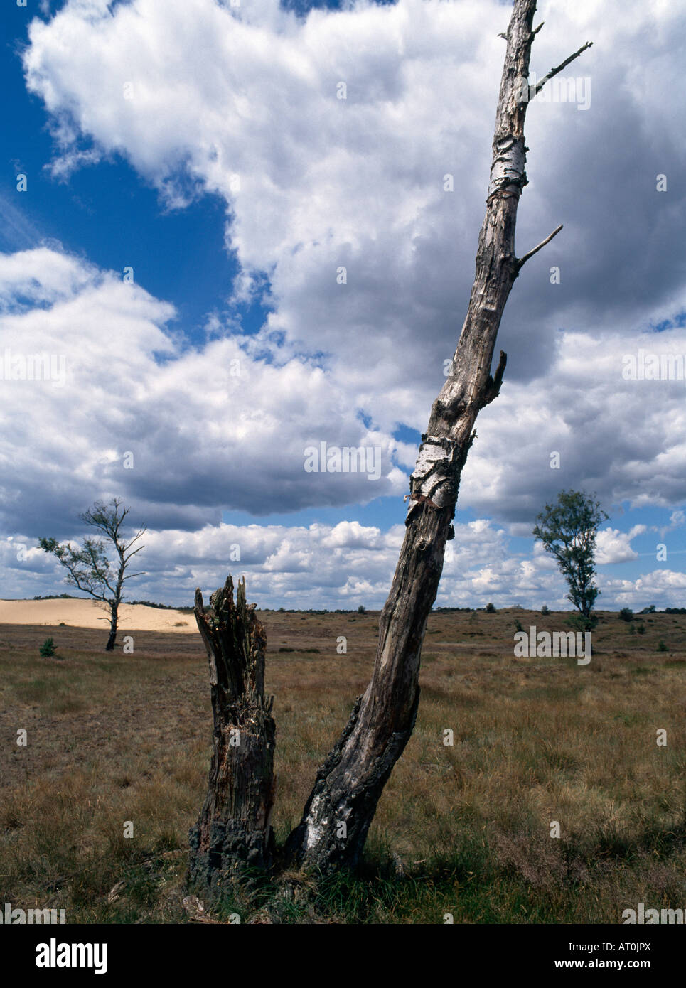 Le parc national De Hoge Veluwe,, Banque D'Images