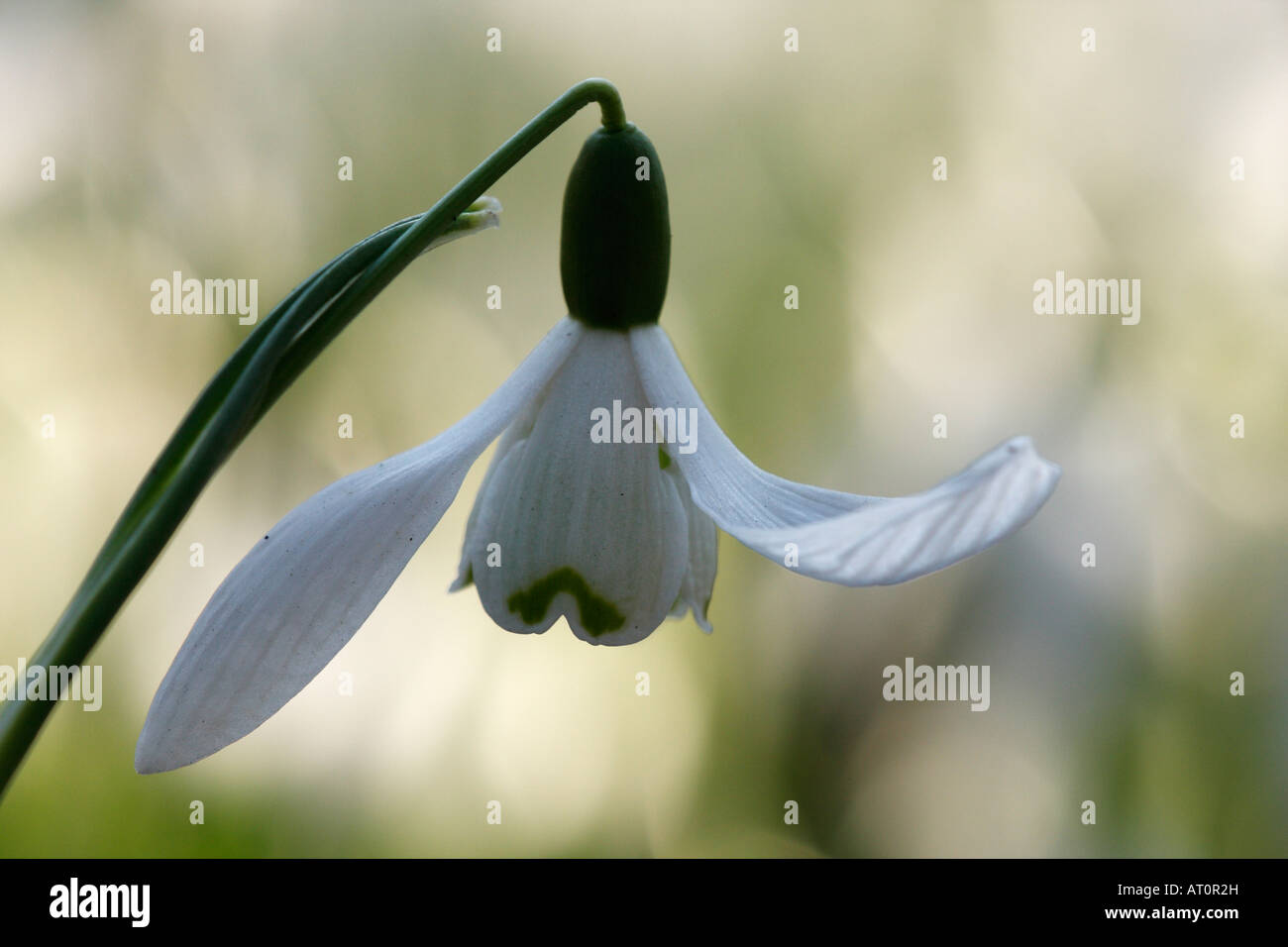 [Snowdrop Galanthus nivalis], 'close up' fleur blanche en croissant, le jardin [Welford Park], England, UK Banque D'Images