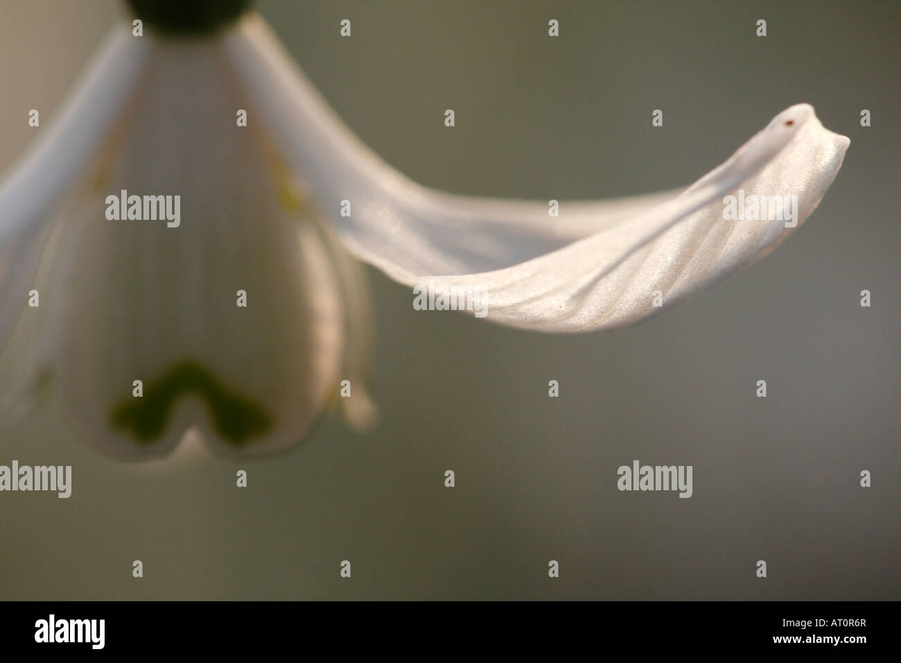 La lumière du soleil sur le blanc de l'extrémité des pétales de fleurs [snowdrop Galanthus nivalis], 'close up' macro, England, UK Banque D'Images