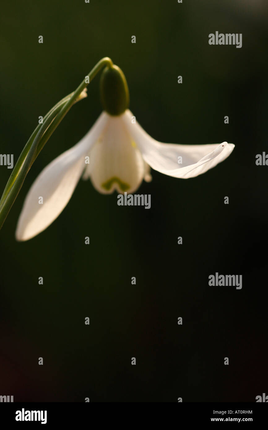 Snowdrop Galanthus nivalis [fleur], la lumière du soleil sur le bout des pétales blancs, 'close up', England, UK Banque D'Images