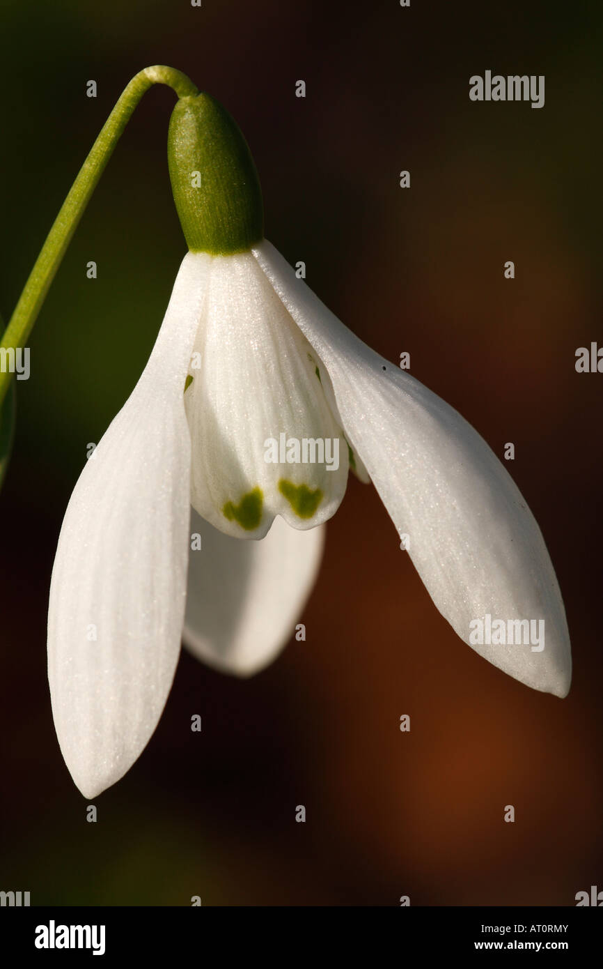 [Snowdrop Galanthus nivalis], 'close up' Fleur macro pétale montrant le détail, [Welford Park], England, UK Banque D'Images