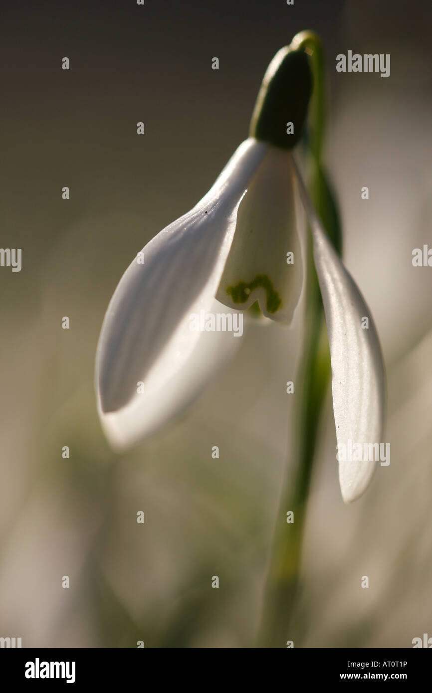 Pétales blancs d'une floraison d'hiver [snowdrop Galanthus nivalis], 'close up', [Welford Park], England, UK Banque D'Images