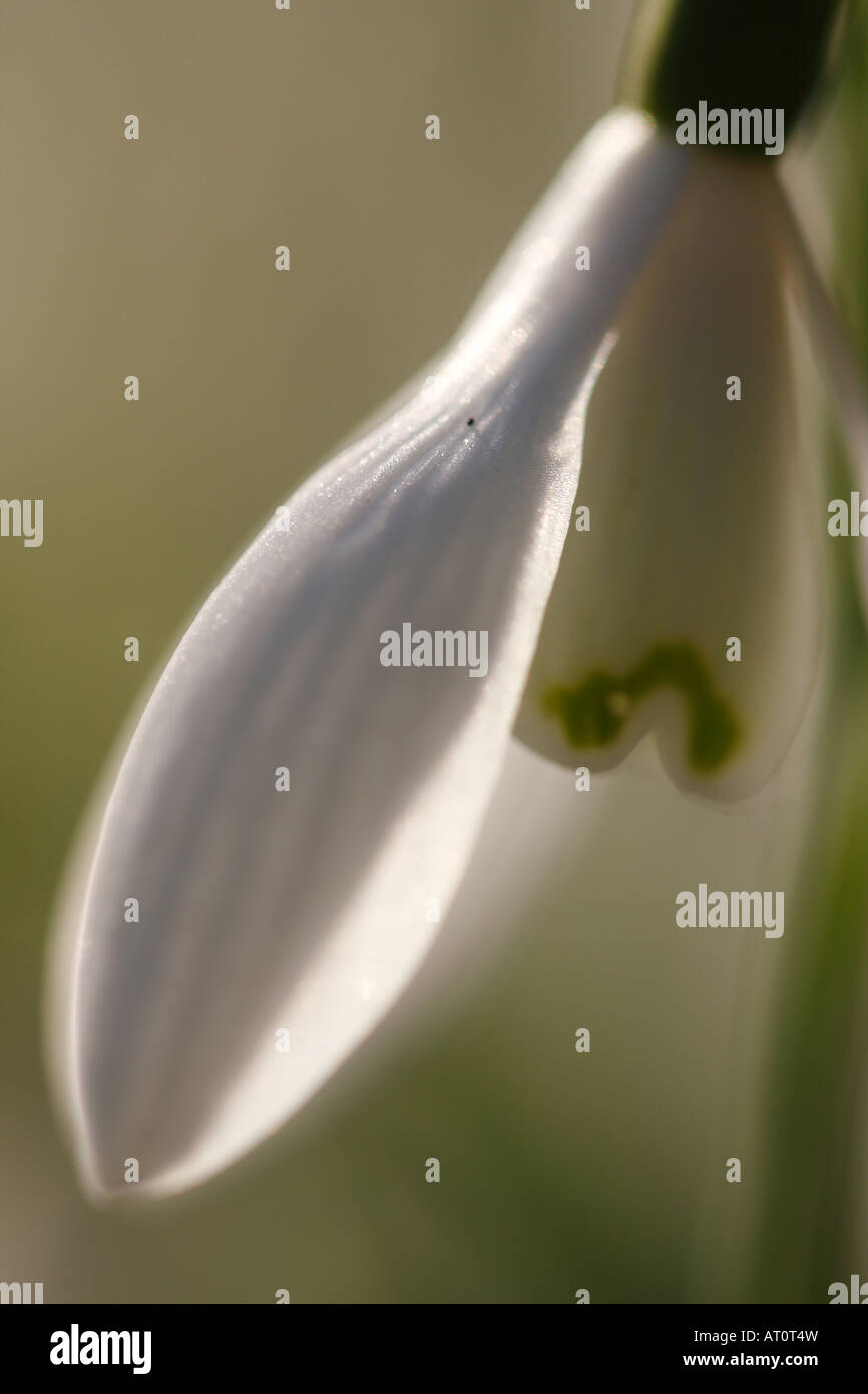 [Snowdrop Galanthus nivalis], 'close up' Fleur macro pétale montrant le détail, [Welford Park], England, UK Banque D'Images
