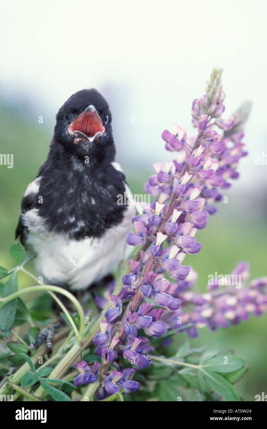 Black Pie bavarde Pica pica siège au lupin fleurs le long des falaises de la péninsule de Kenai Southcentral Alaska Banque D'Images