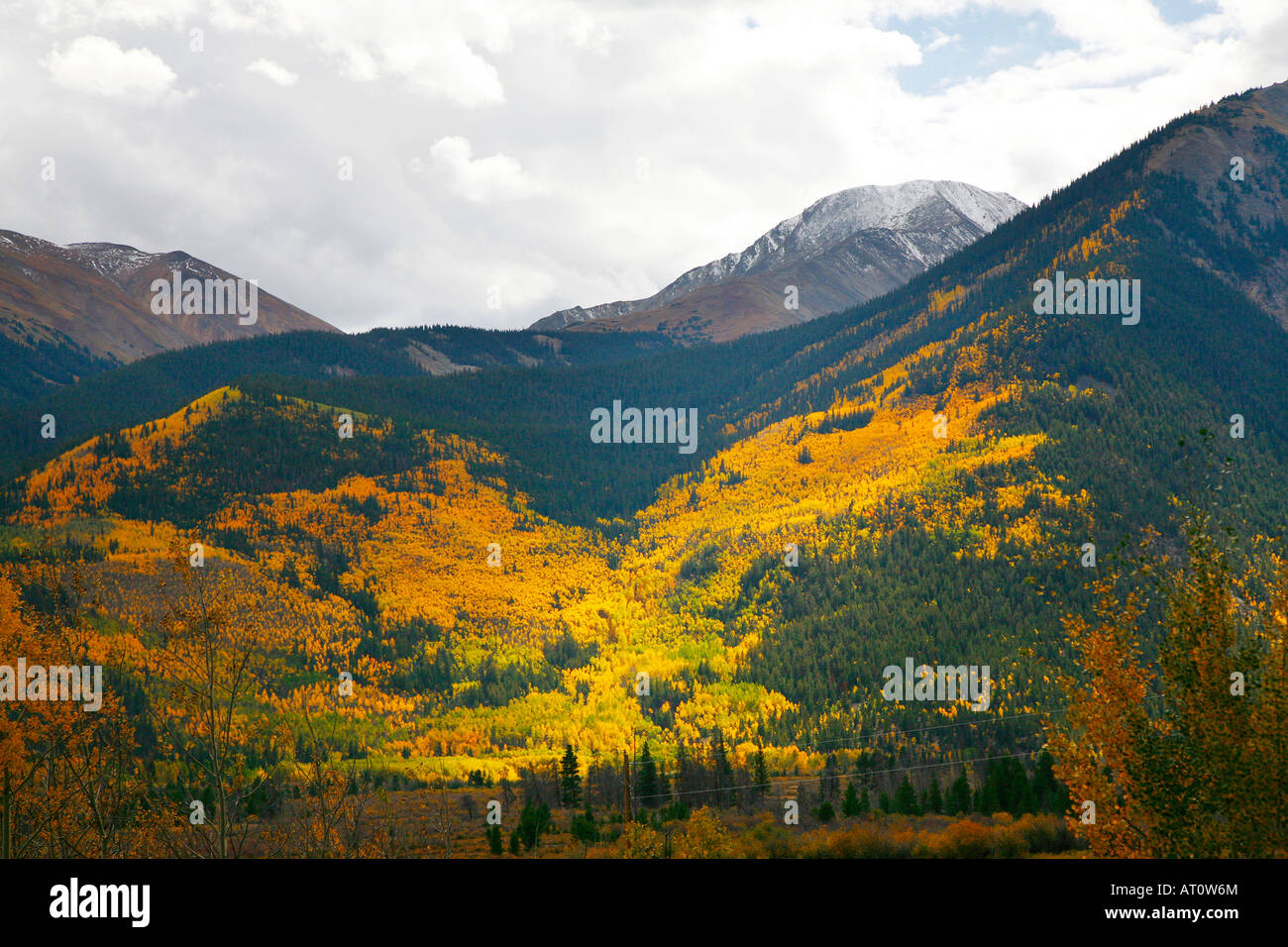 San Isabel la forêt en automne, au Colorado Banque D'Images