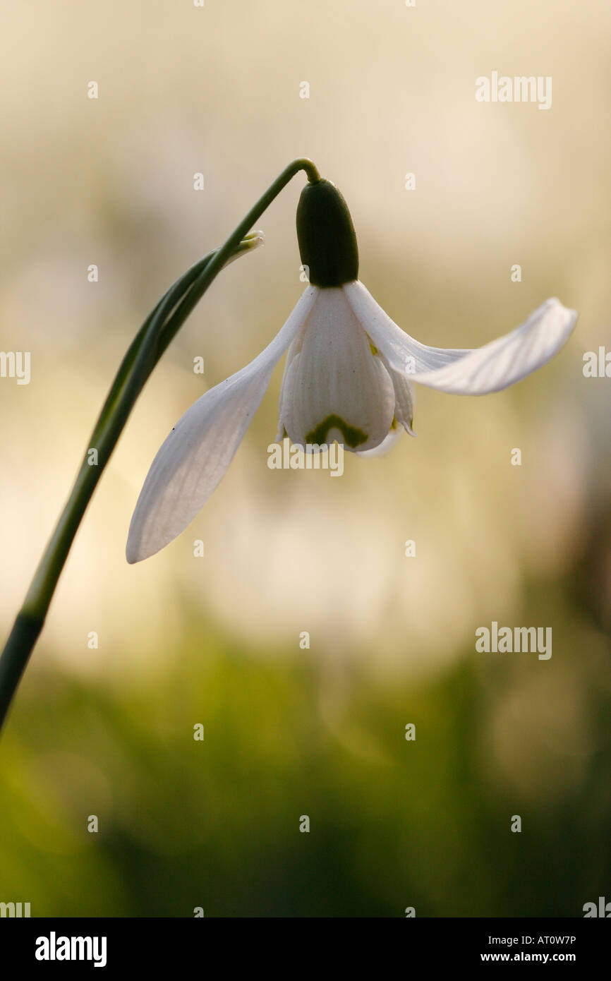 [Snowdrop Galanthus nivalis], 'close up' fleur blanche et délicate de plus en plus de forêts, [Welford Park], England, UK Banque D'Images