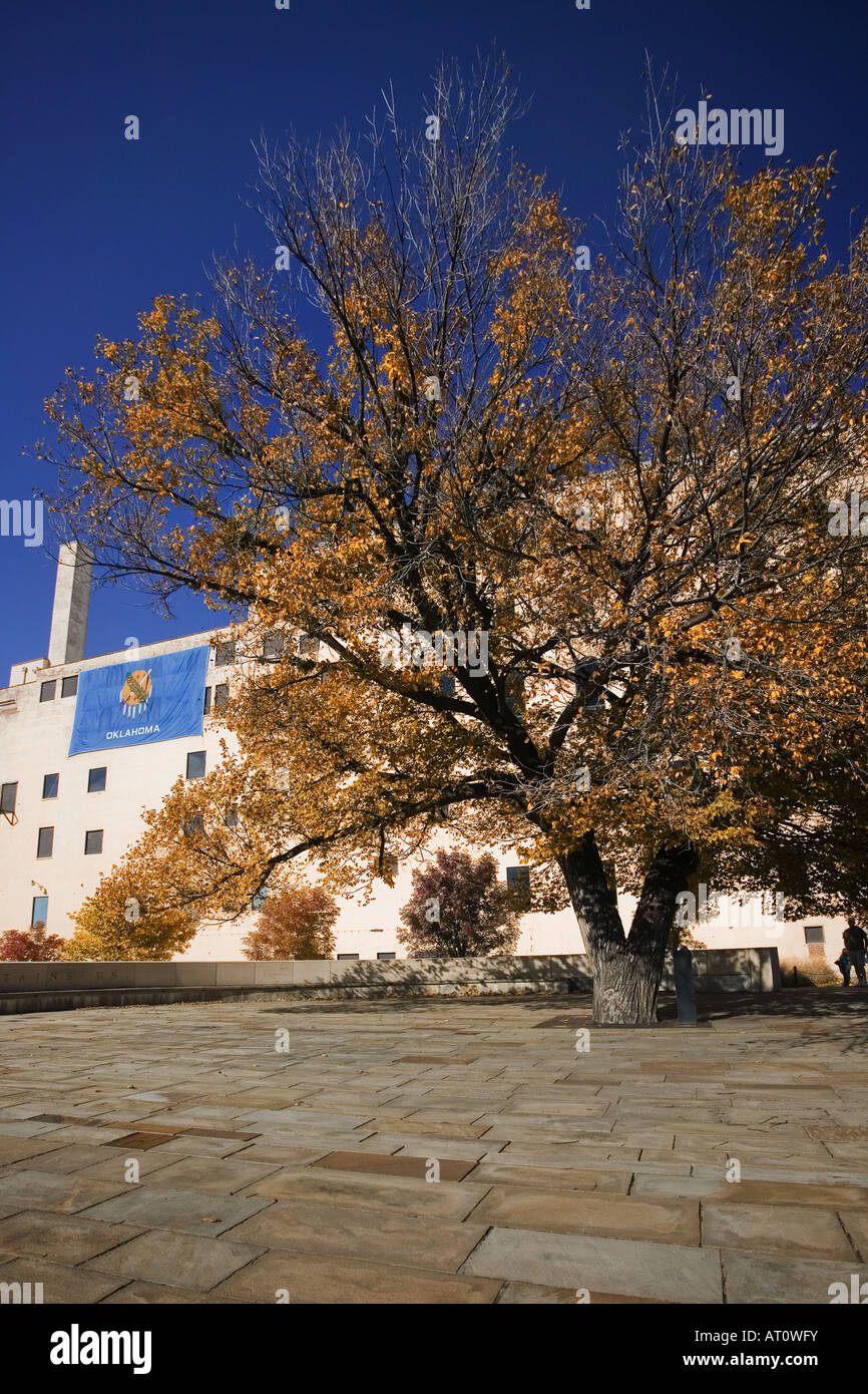 Le survivant arbre , la bombe d'Oklahoma City Memorial un orme d'Amérique, témoigne de la violence du 19 avril. Banque D'Images