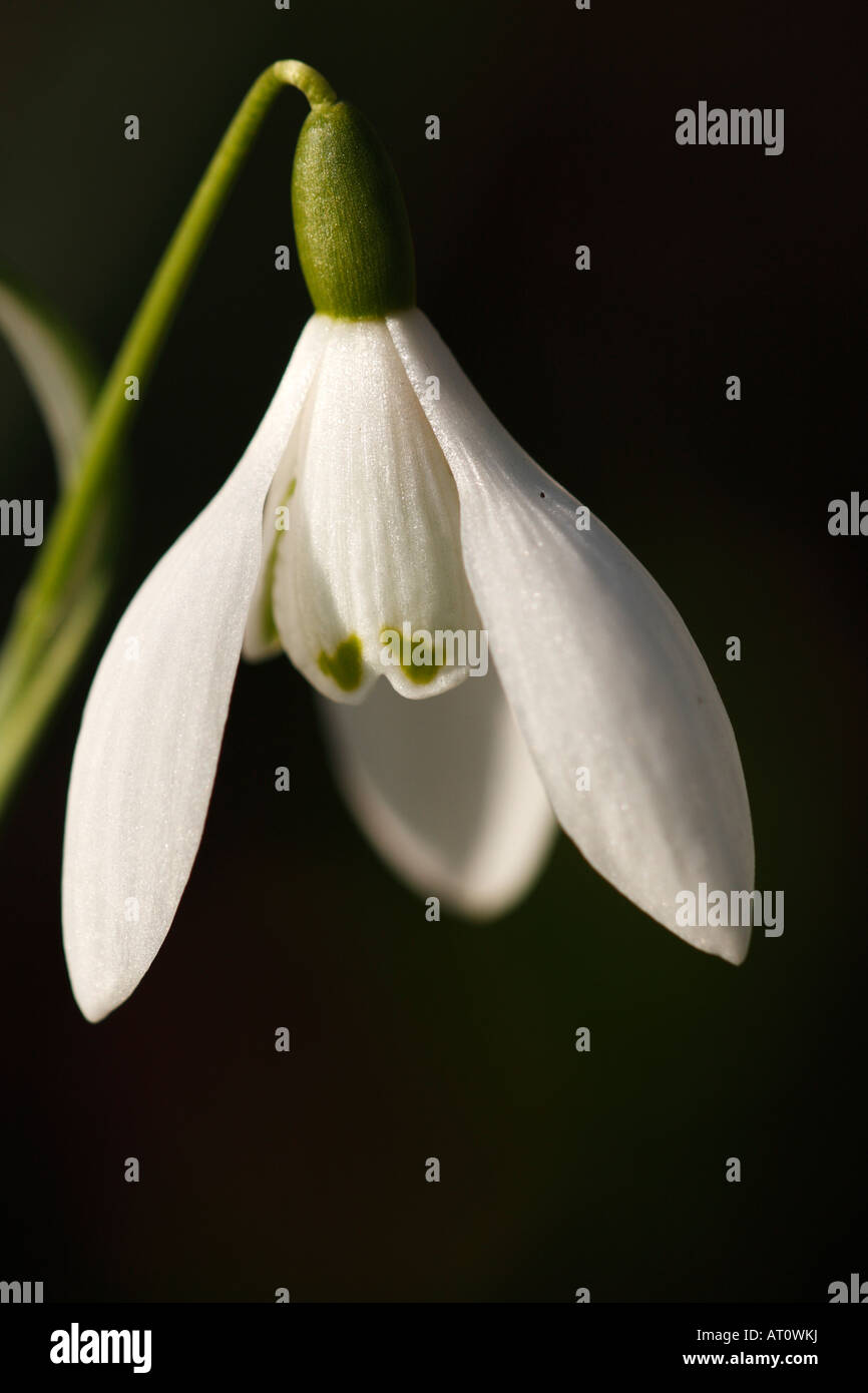 [Snowdrop Galanthus nivalis], 'close up' Fleur pétale détail macro montrant contre "fond noir", England, UK Banque D'Images
