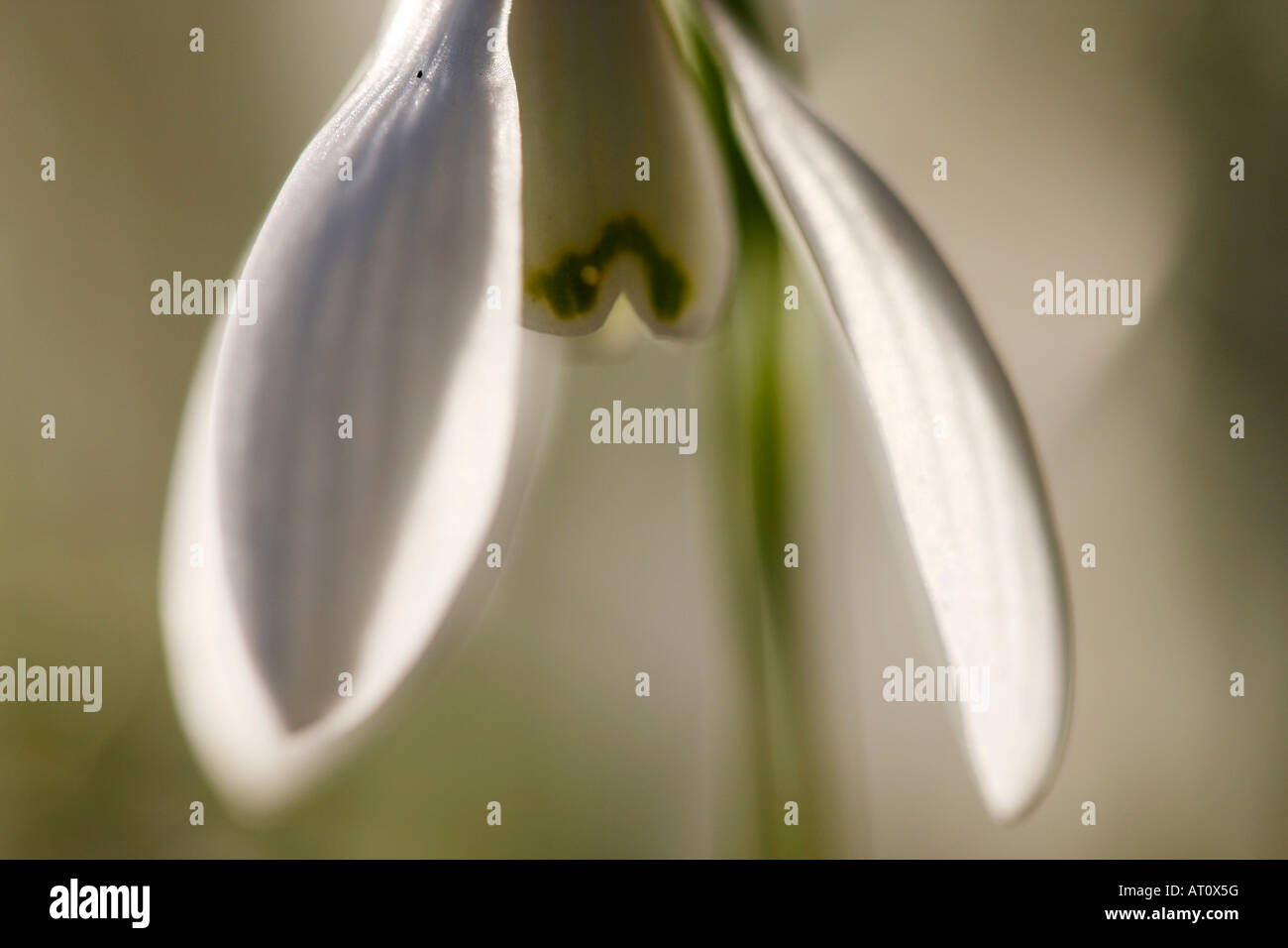 [Snowdrop Galanthus nivalis], 'close up' Fleur macro pétale montrant le détail, [Welford Park], England, UK Banque D'Images