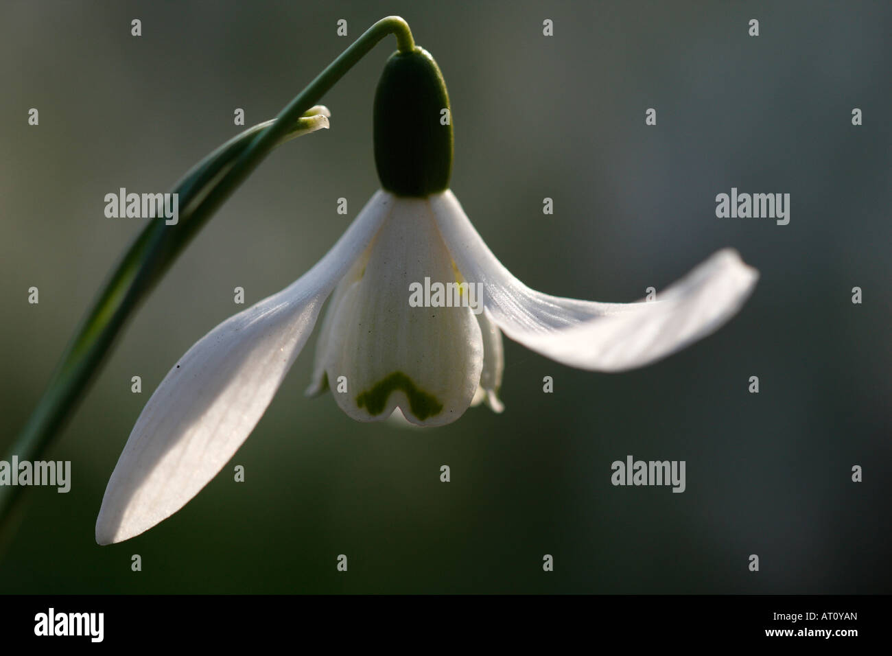 [Snowdrop Galanthus nivalis], 'close up' pétales de fleurs de soleil, [Welford Park], England, UK Banque D'Images