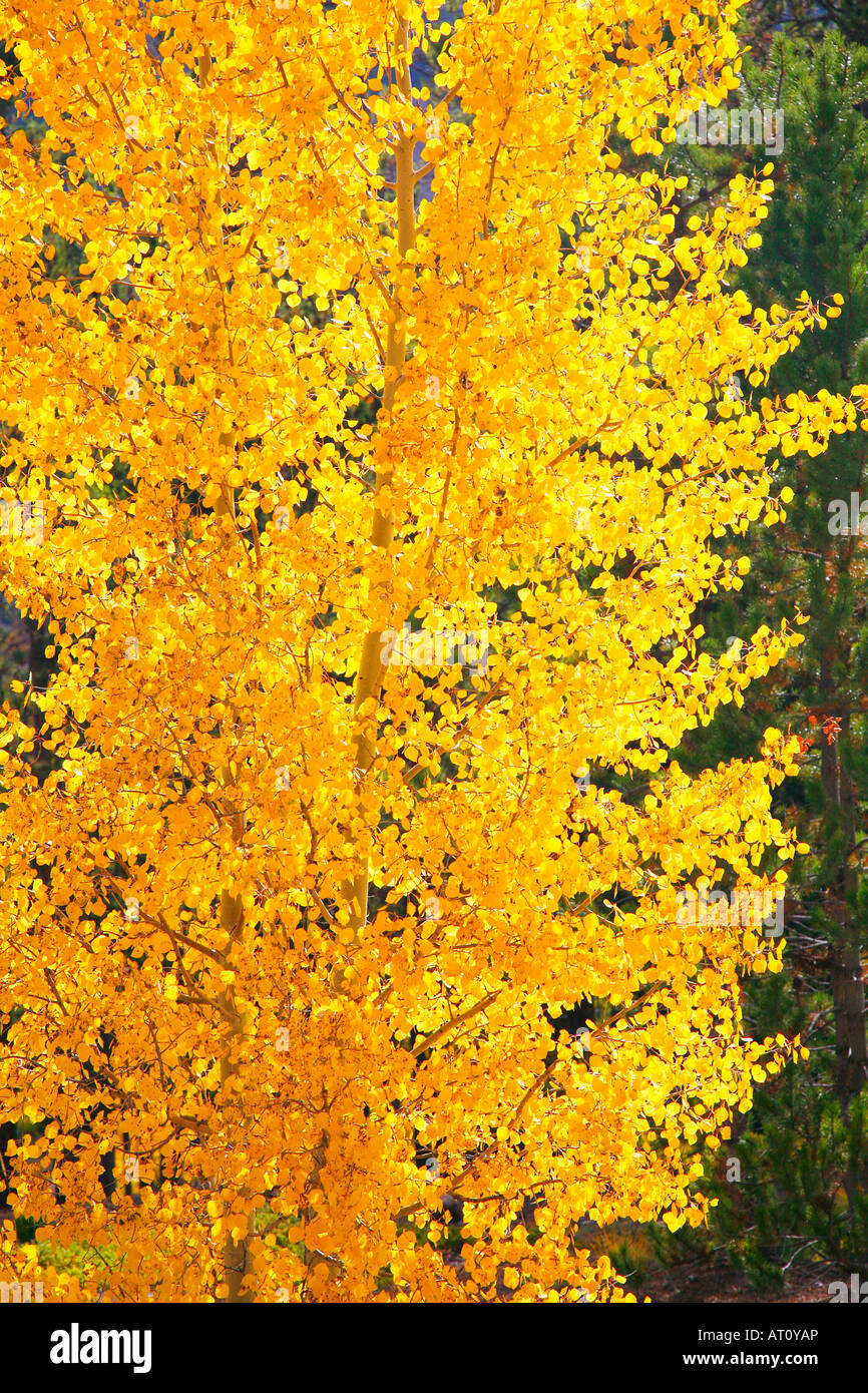 San Isabel la forêt en automne, au Colorado Banque D'Images