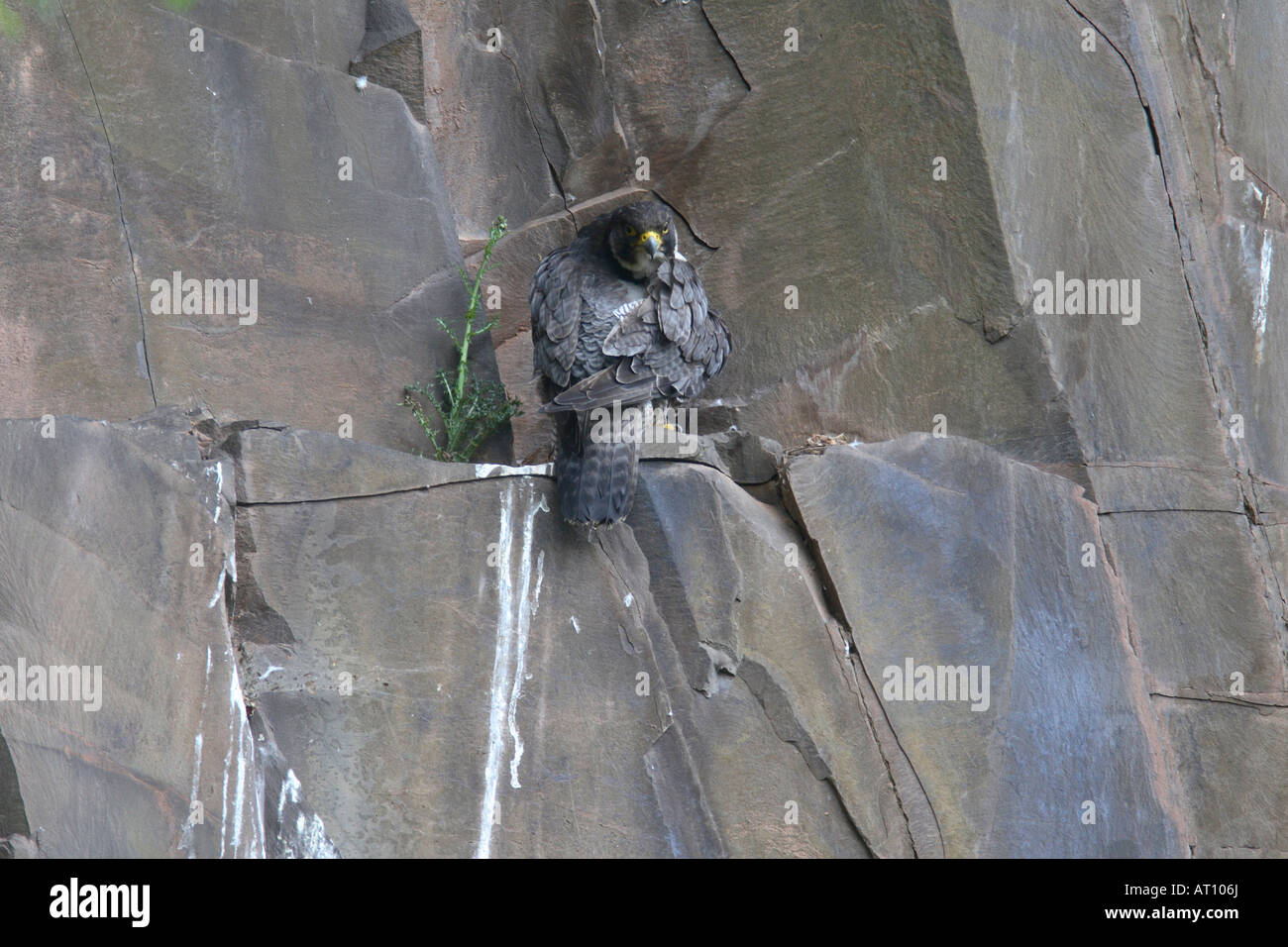 Le FAUCON PÈLERIN (FALCO PEREGRINUS) PERCHING ON ROCK LEDGE CI-DESSOUS AERIE Banque D'Images