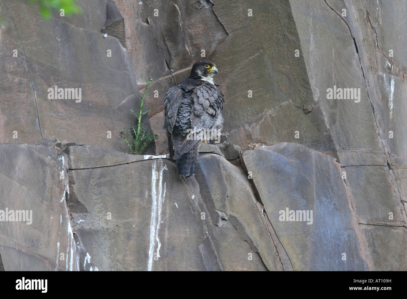 Le FAUCON PÈLERIN (FALCO PEREGRINUS) PERCHING ON ROCK LEDGE CI-DESSOUS AERIE Banque D'Images