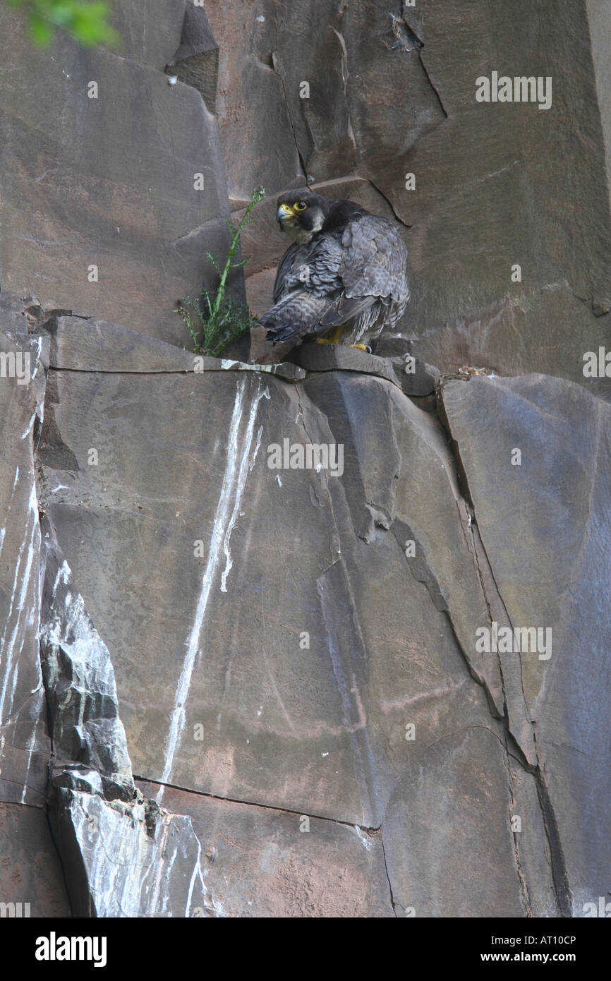 Le FAUCON PÈLERIN (FALCO PEREGRINUS) PERCHING ON ROCK LEDGE CI-DESSOUS AERIE Banque D'Images