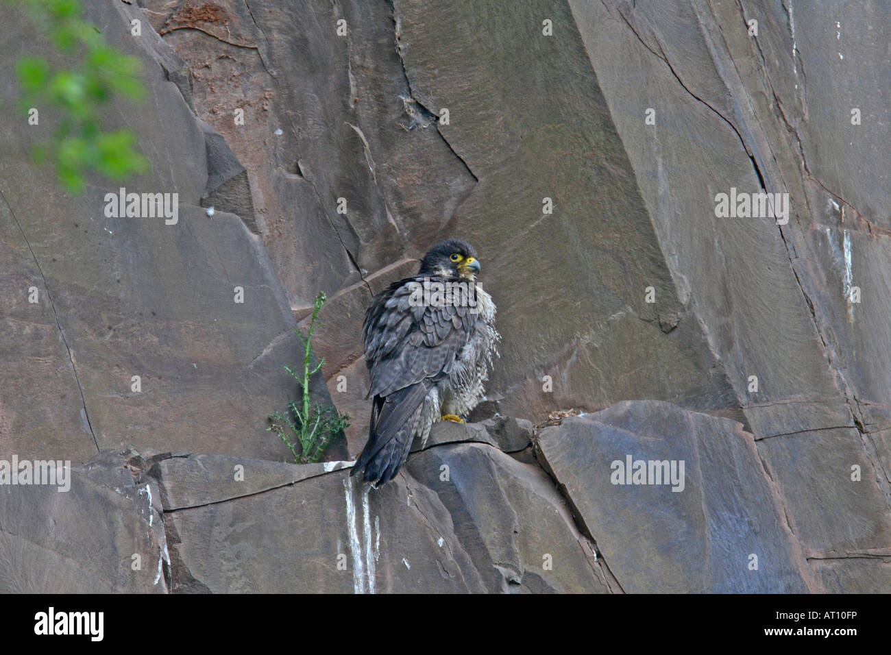 Le FAUCON PÈLERIN (FALCO PEREGRINUS) PERCHING ON ROCK LEDGE CI-DESSOUS AERIE Banque D'Images