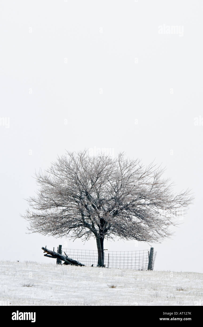 Arbre et paysage d'hiver de clôture à Stark Comté de Washington Indiana Banque D'Images