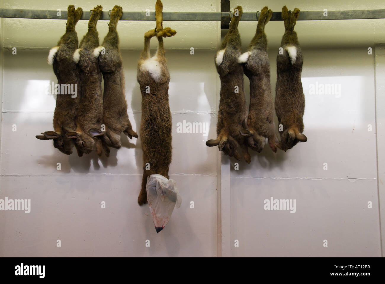 Les lapins et les lièvres et les viandes sauvages et biologiques préemballés au M Feller Fils et Fille Butcher, au marché couvert d'Oxford Banque D'Images