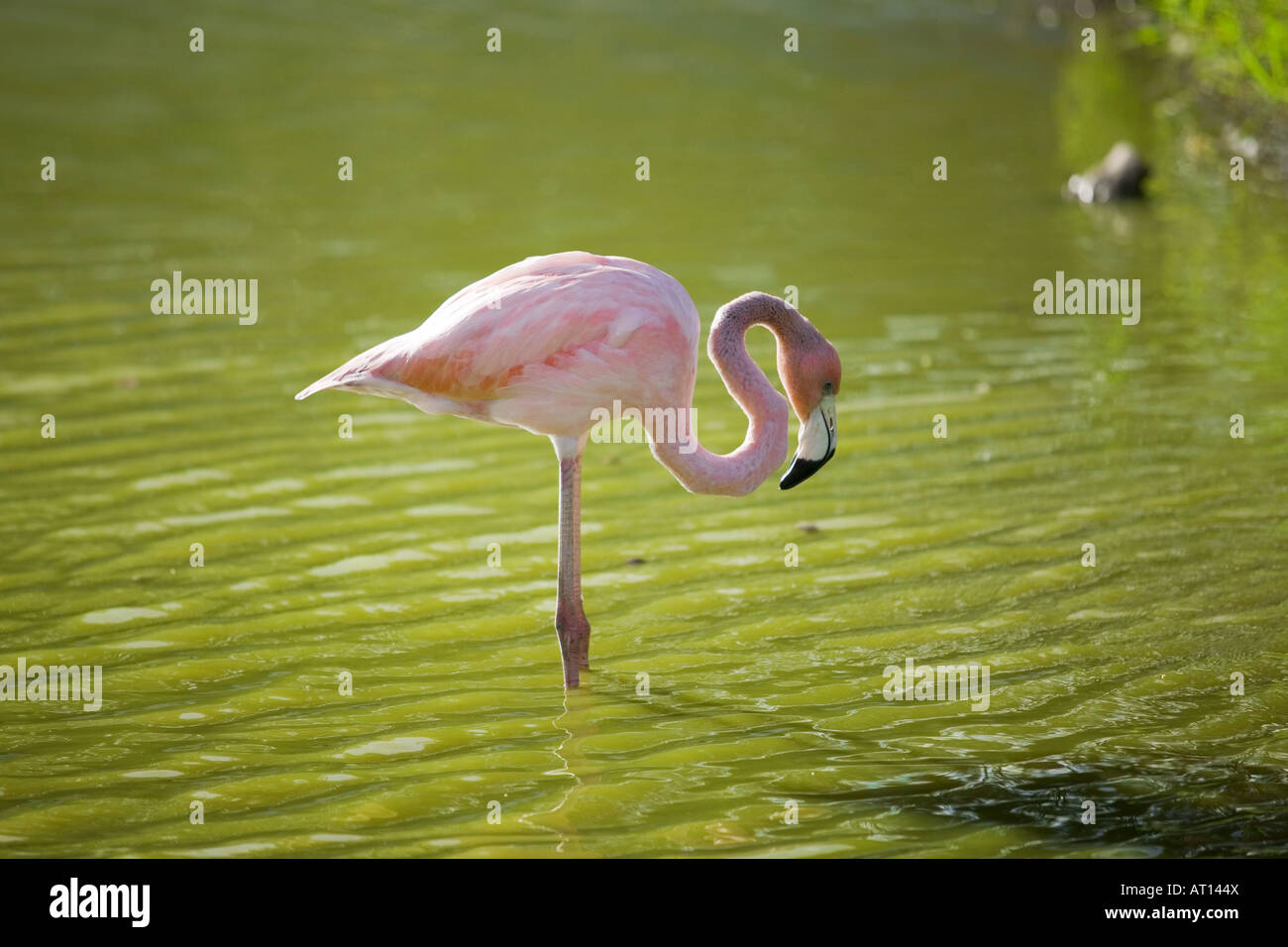 Flamant rose Banque D'Images