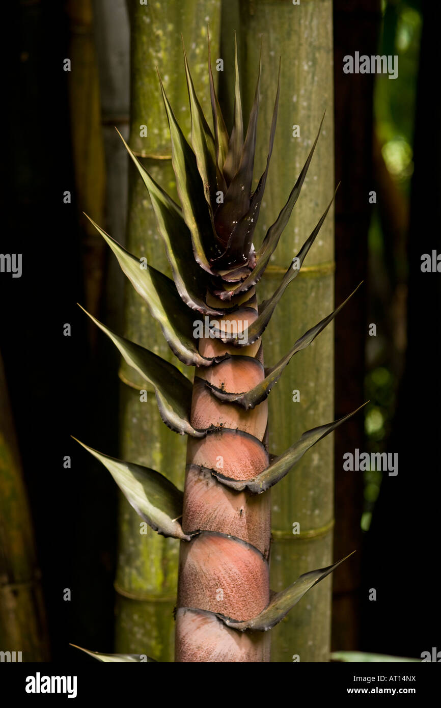 Un nouveau géant pousse du bambou. Banque D'Images
