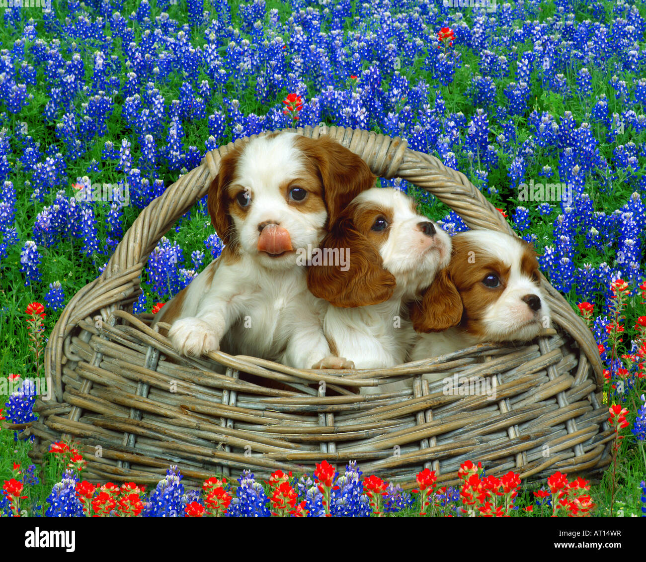 Un groupe de Cavalier King Charles Spaniel puppies Banque D'Images