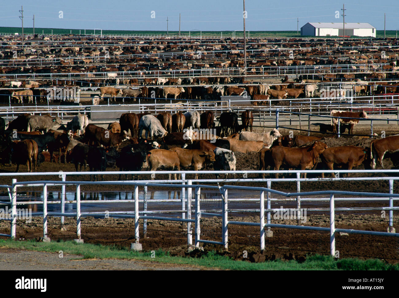 Texas Panhandle d'engraissement Banque D'Images