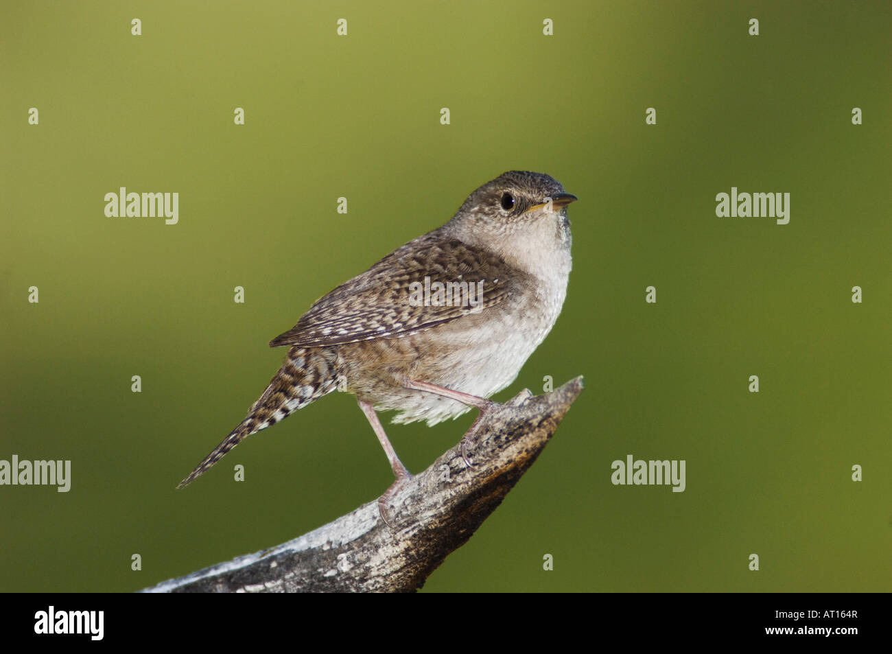 Troglodyte familier Troglodytes aedon perché adultes Rocky Mountain National Park Colorado USA Juin 2007 Banque D'Images
