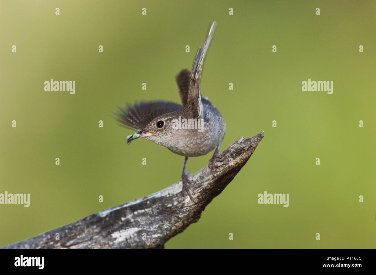Troglodyte familier Troglodytes aedon des profils avec les proies Rocky Mountain National Park Colorado USA Juin 2007 Banque D'Images