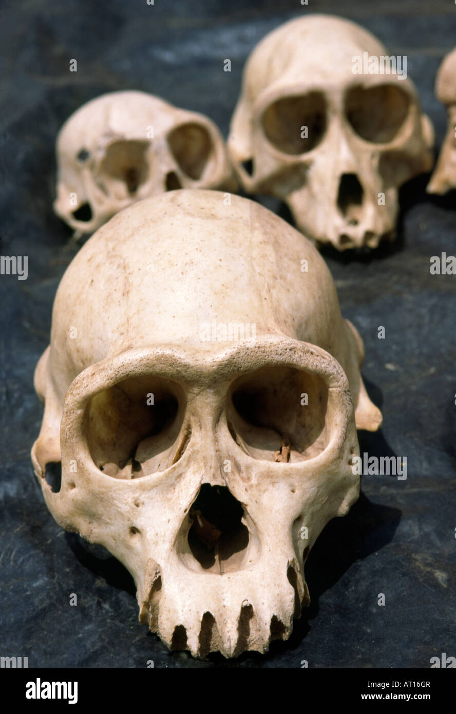 Crânes de primates à la vente par un vendeur de la médecine traditionnelle et les traitements à un marché en plein air en Côte d'Ivoire Banque D'Images