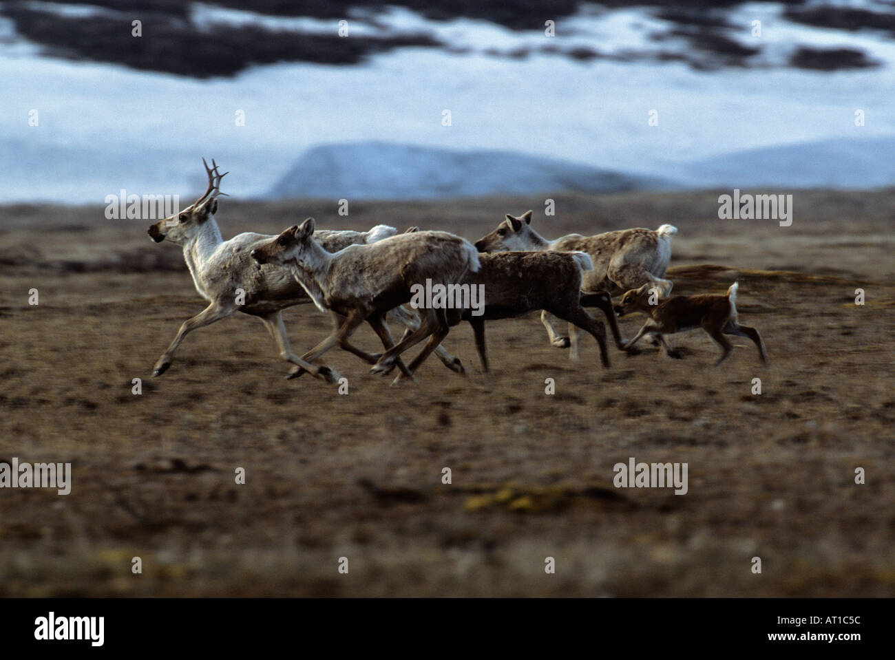 Le caribou s'exécutant sur plaine côtière, 1002, dans Arctic National Wildlife Refuge en Alaska Banque D'Images