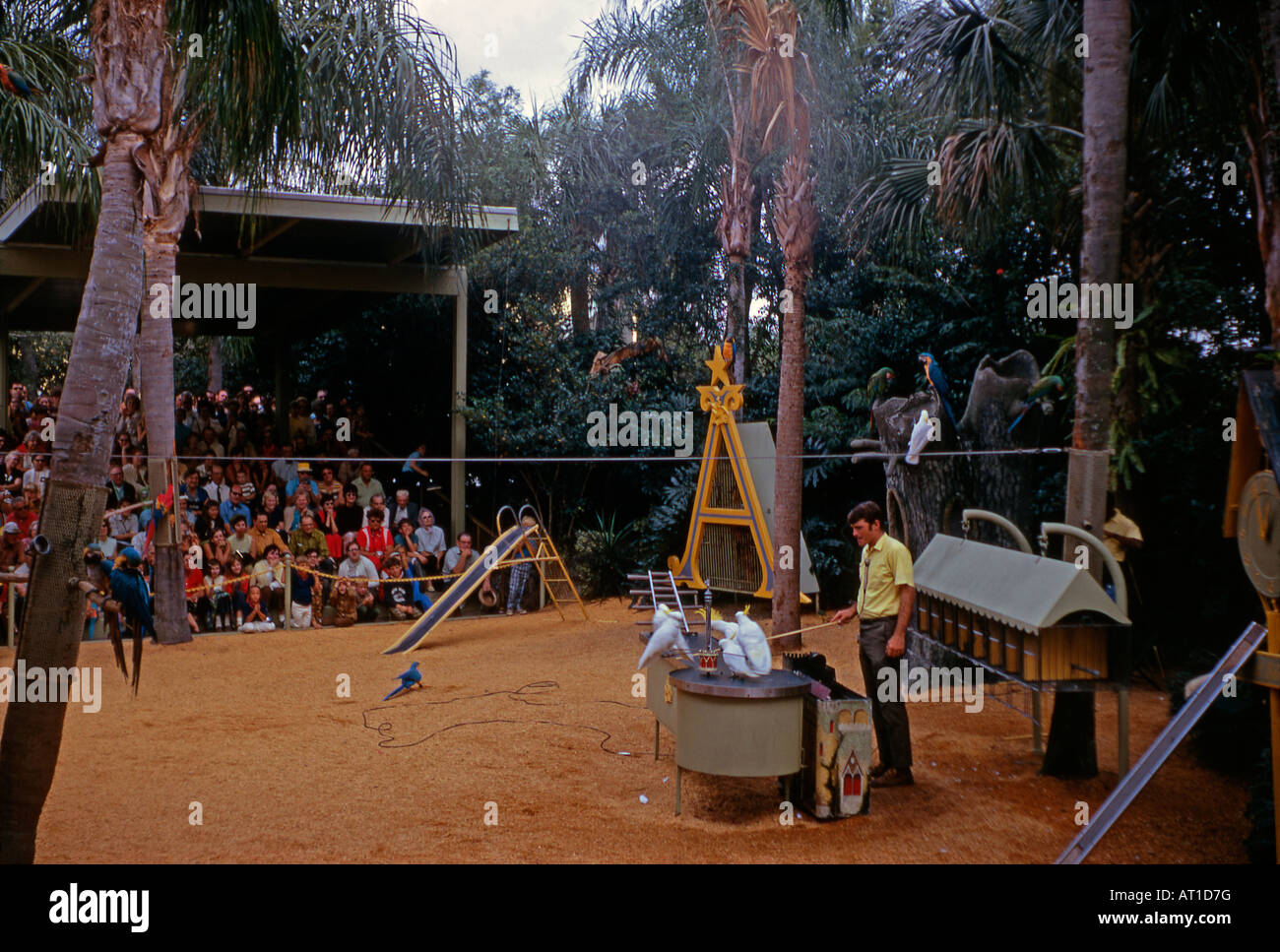 Un spectacle de perroquets à Busch Gardens, Tampa, Florida, USA, 1971 Banque D'Images