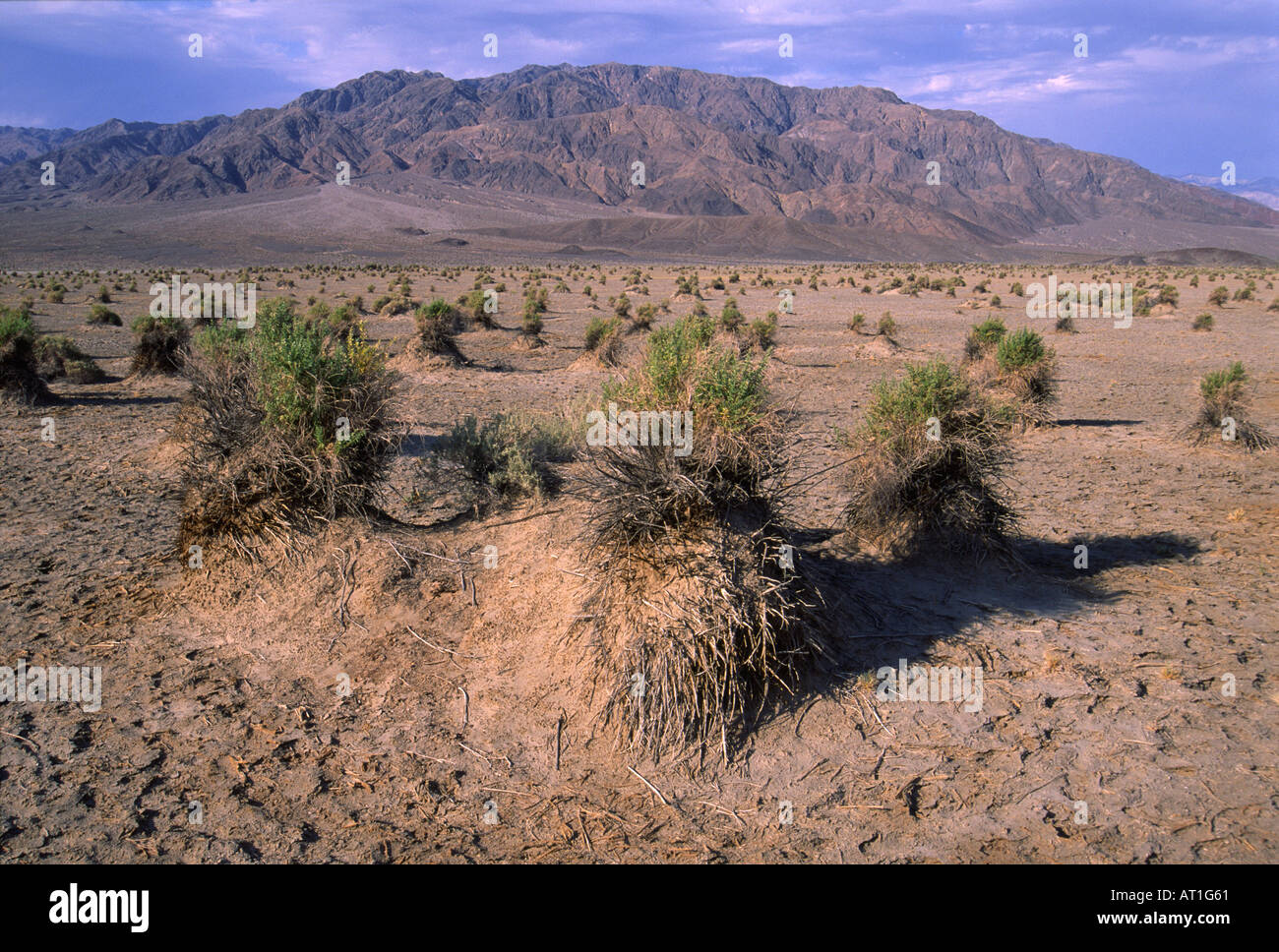 Cornfield Devils Death Valley National Park Californie USA Banque D'Images