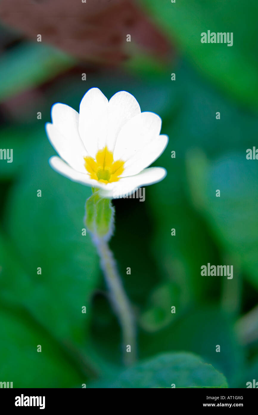 Primrose Primula vulgaris Fleurs sauvages dans un cadre boisé du printemps au Royaume-Uni Banque D'Images