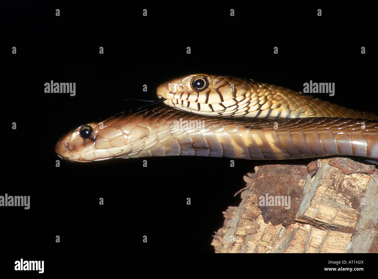Ptyas haut bas serpent rat indien muqueuse Naja naja, venimeux cobra indien commun Remarque marquage noir entre les échelles de lèvre Banque D'Images