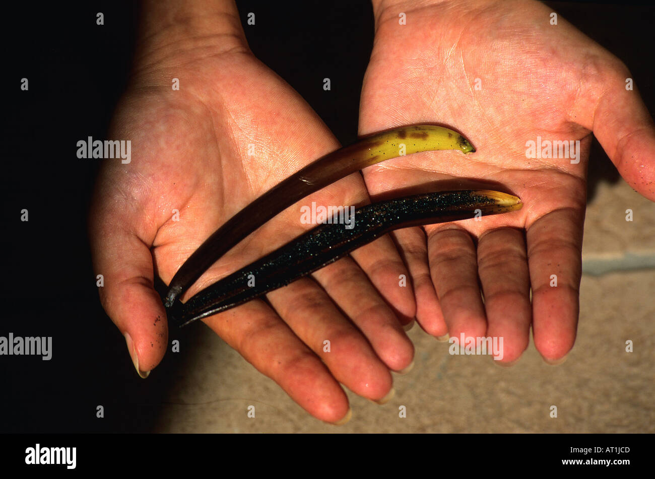 Plantes vanille en Polynésie Française Banque D'Images