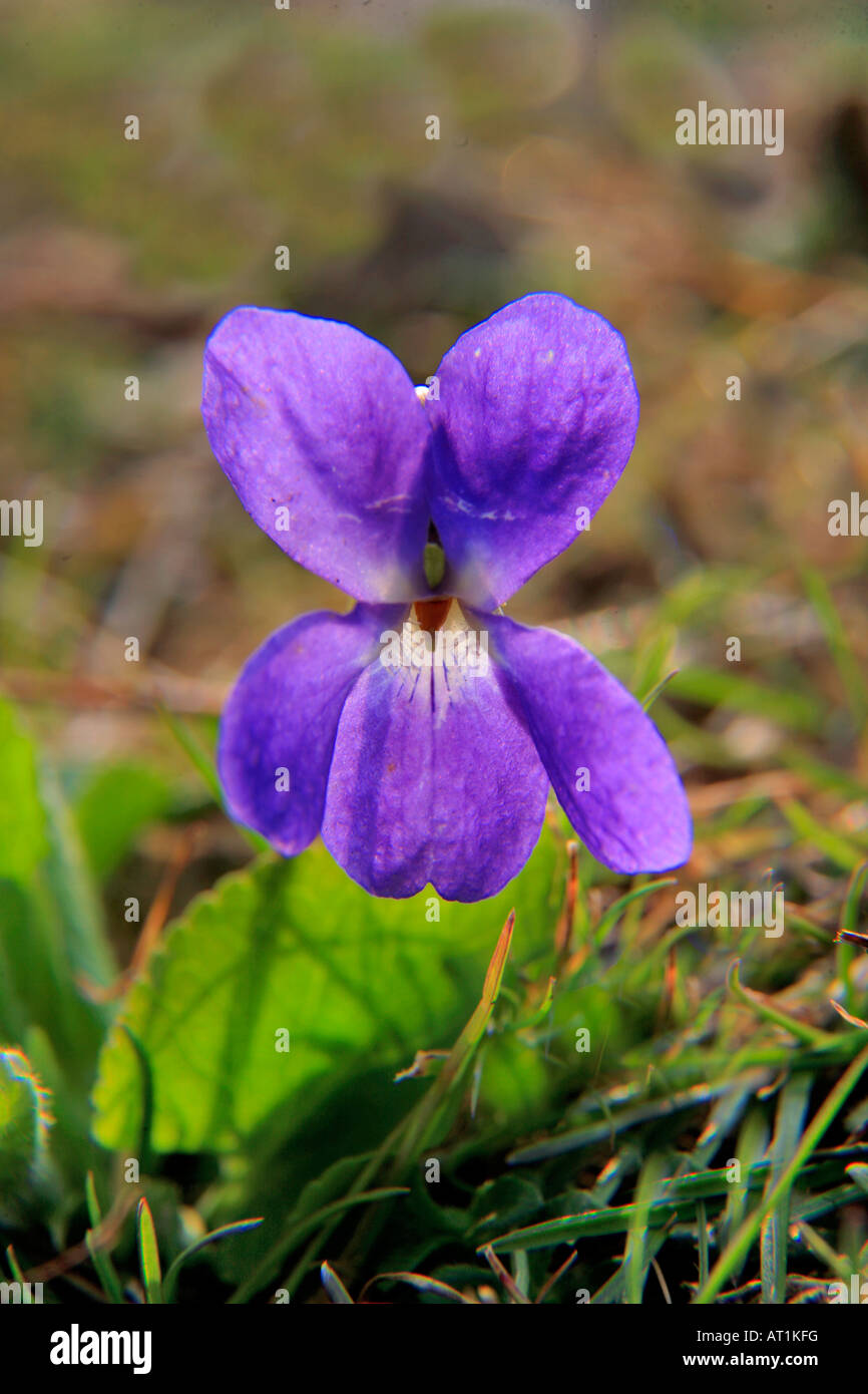 Sweet fleur violette Viola odorata sur sols calcaires Cambridgeshire Angleterre Royaume-uni Grande-bretagne forestiers Banque D'Images