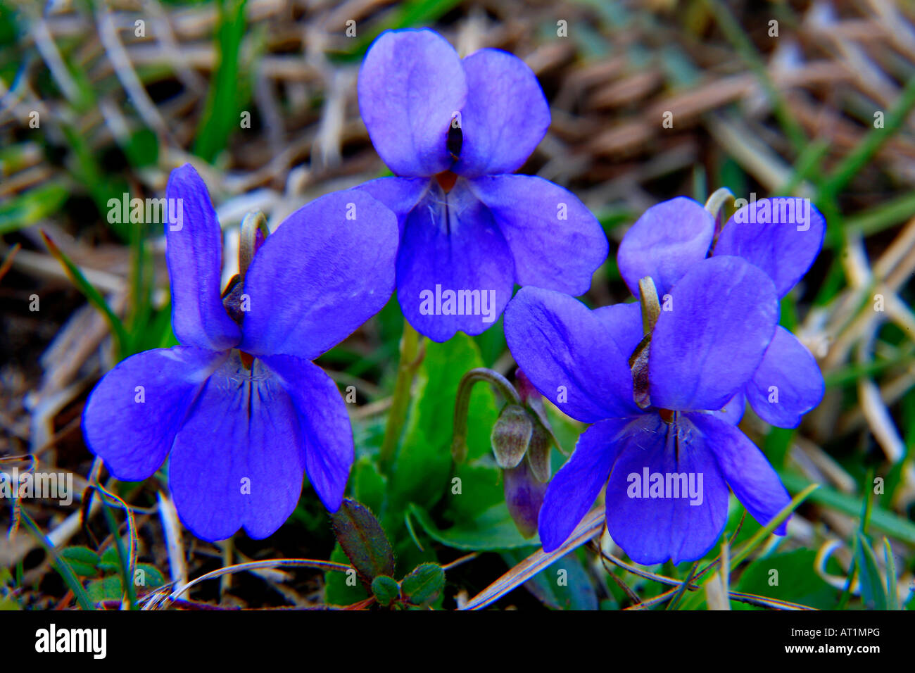 Sweet fleur violette Viola odorata sur sols calcaires Cambridgeshire Angleterre Royaume-uni Grande-bretagne forestiers Banque D'Images